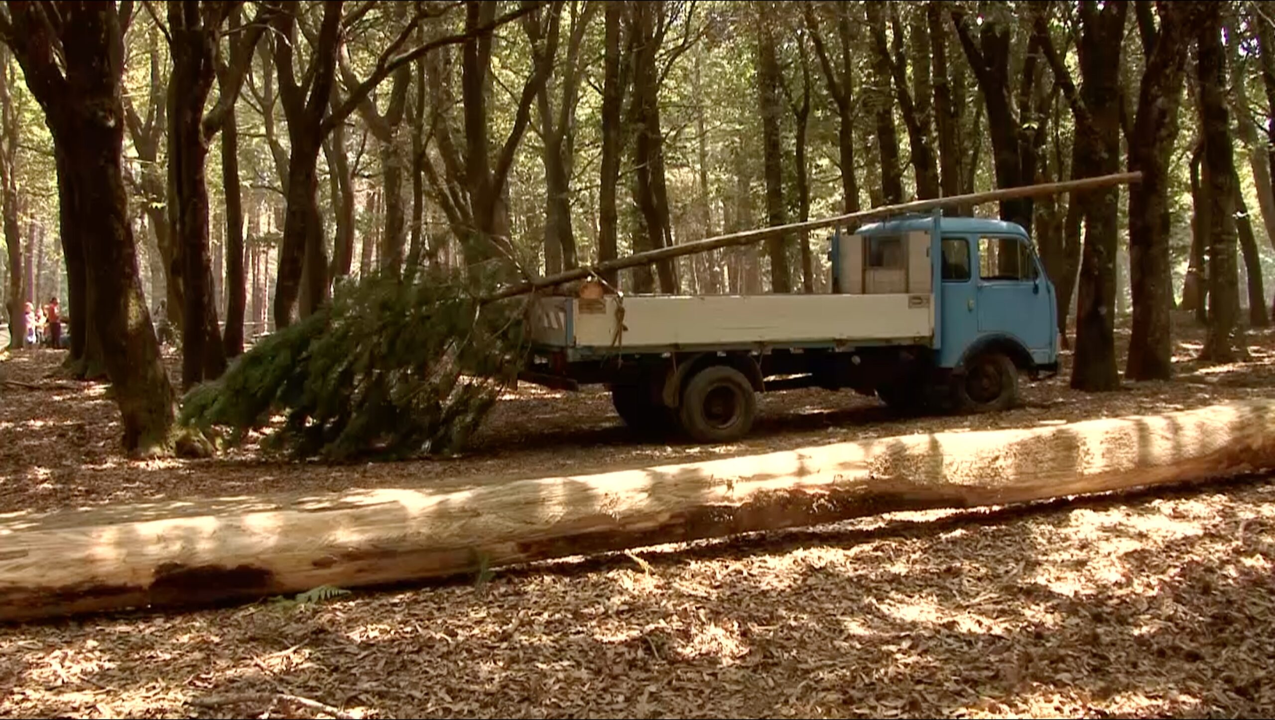 A ‘NTINNA, la festa arborea di Martone di Nino Cannatà